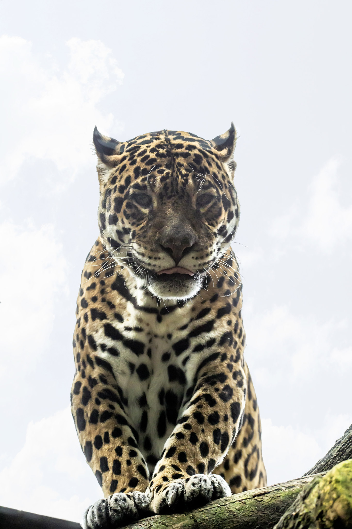 Giaguaro (Panthera onca)