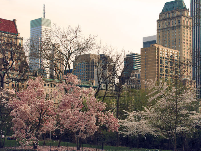 Primavera a Central Park New York